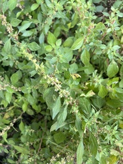 Parietaria judaica