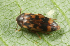 Orchesia undulata
