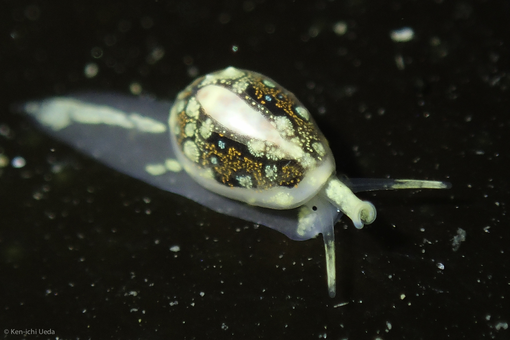 pear marginella