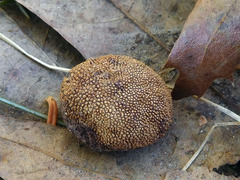 Elaphomyces muricatus