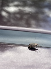 Polydrusus pilosus