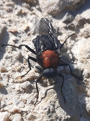 Clitellaria ephippium