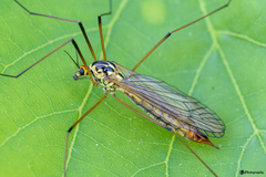 Nephrotoma flavescens