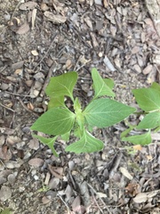 Ruellia drummondiana