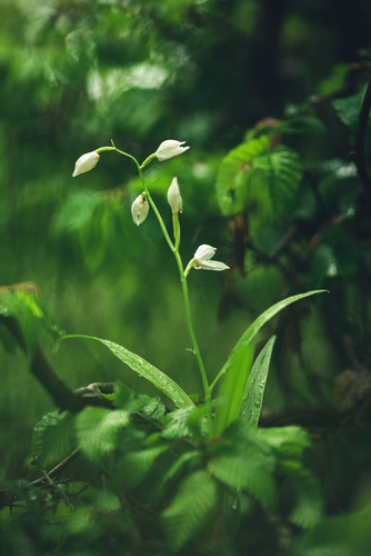 Prilbovka dlholistá (Cephalanthera longifolia)