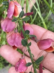 Lathyrus odoratus