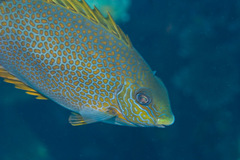 Siganus guttatus