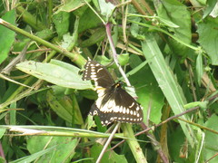 Papilio polyxenes americus