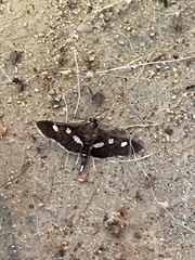 Desmia subdivisalis