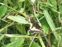 Papilio polyxenes americus