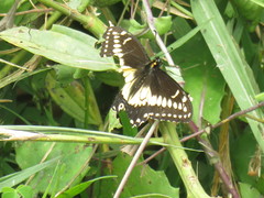 Papilio polyxenes americus