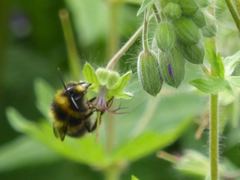 Bombus jonellus