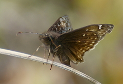 Erynnis juvenalis