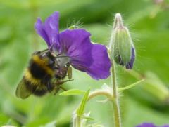 Bombus jonellus