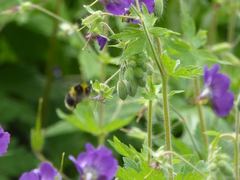 Bombus jonellus