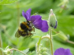 Bombus jonellus