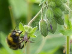 Bombus jonellus