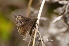 Erynnis juvenalis
