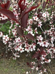 Prunus cistena