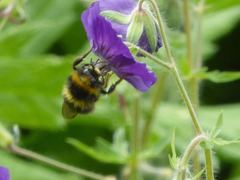 Bombus jonellus