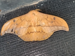 Cricula trifenestrata