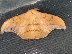 Cricula trifenestrata