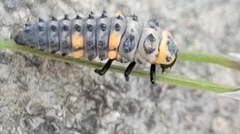 Coccinella septempunctata