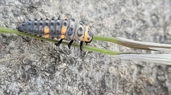 Coccinella septempunctata