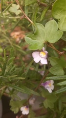 Cymbalaria muralis
