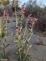Penstemon acuminatus