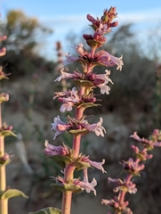 Penstemon acuminatus