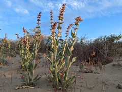 Penstemon acuminatus
