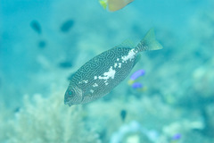 Siganus spinus