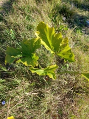 Thaumatophyllum undulatum