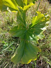 Thaumatophyllum undulatum