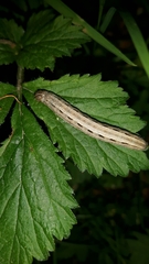 Lepidoptera