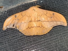 Cricula trifenestrata