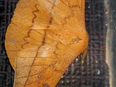 Cricula trifenestrata