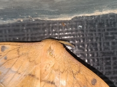 Cricula trifenestrata