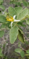 Solanum tetramerum