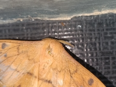 Cricula trifenestrata