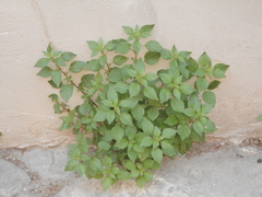 Parietaria judaica