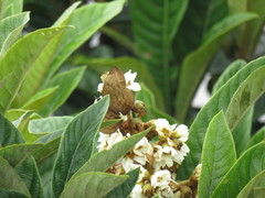 Achlyodes