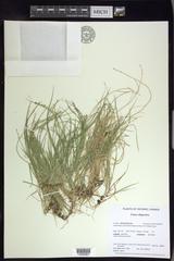 Carex disperma