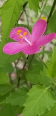 Hibiscus phoeniceus