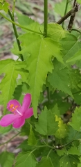Hibiscus phoeniceus