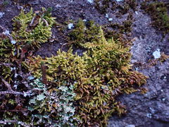 Claopodium bolanderi