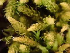 Claopodium bolanderi