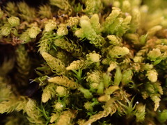 Claopodium bolanderi