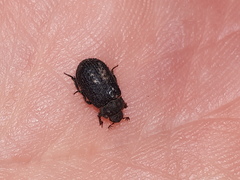 Trox scaber